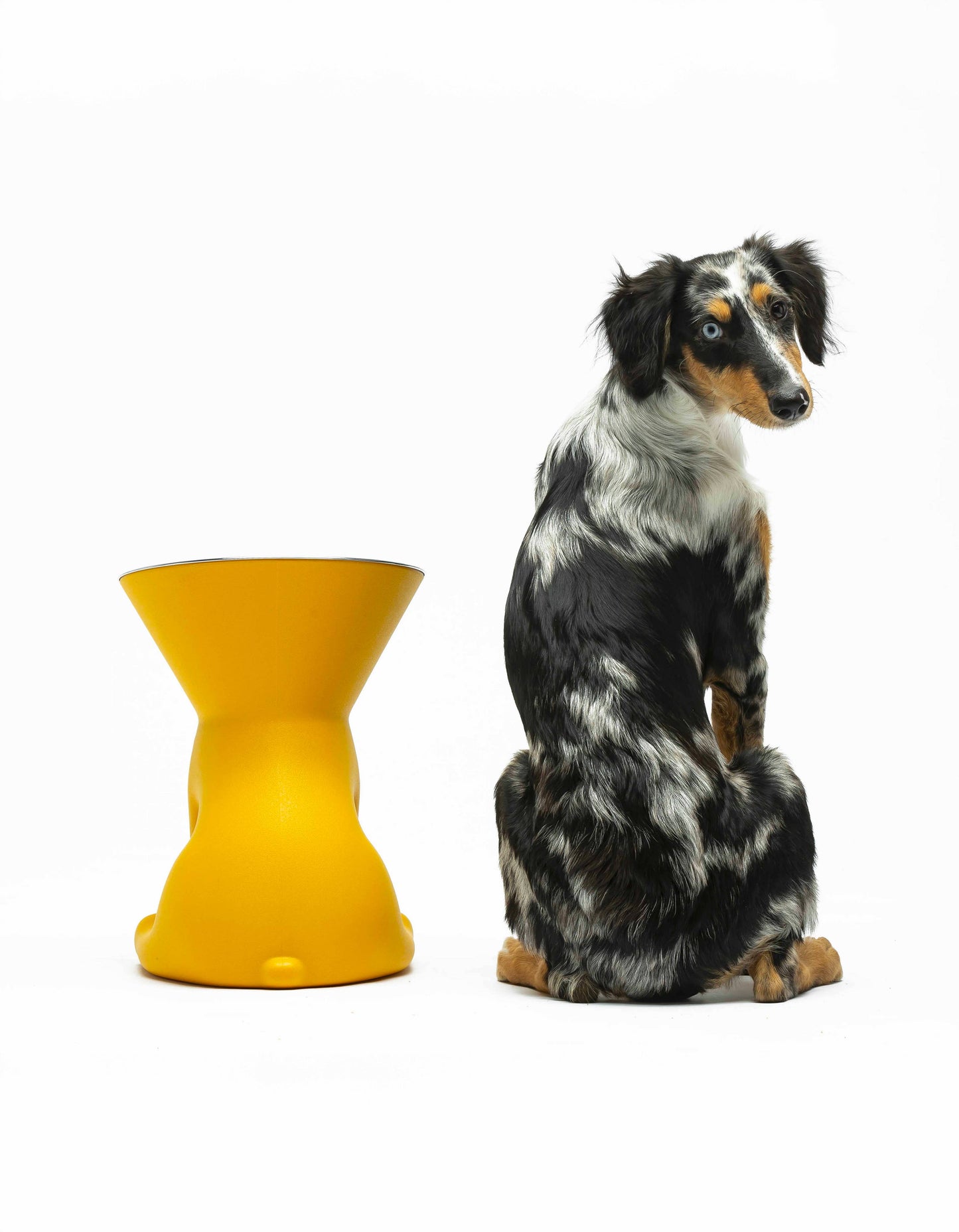 Dog Bowl